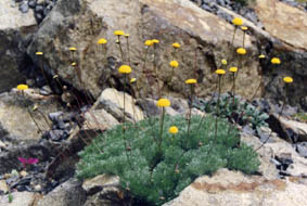 Cotula hispida